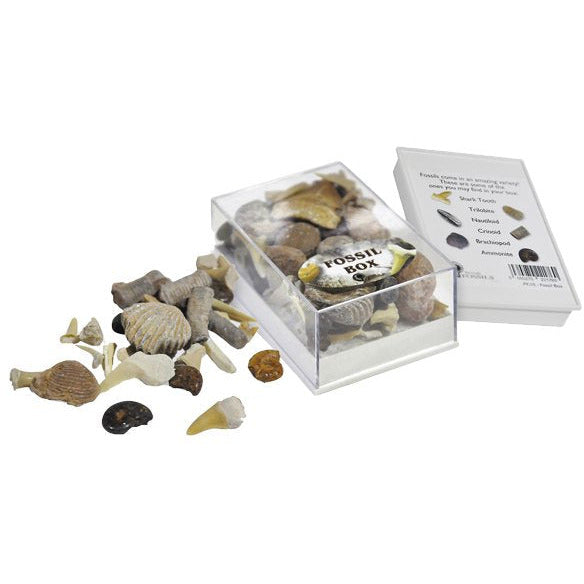 Box di Fossili British Fossils - Millemamme